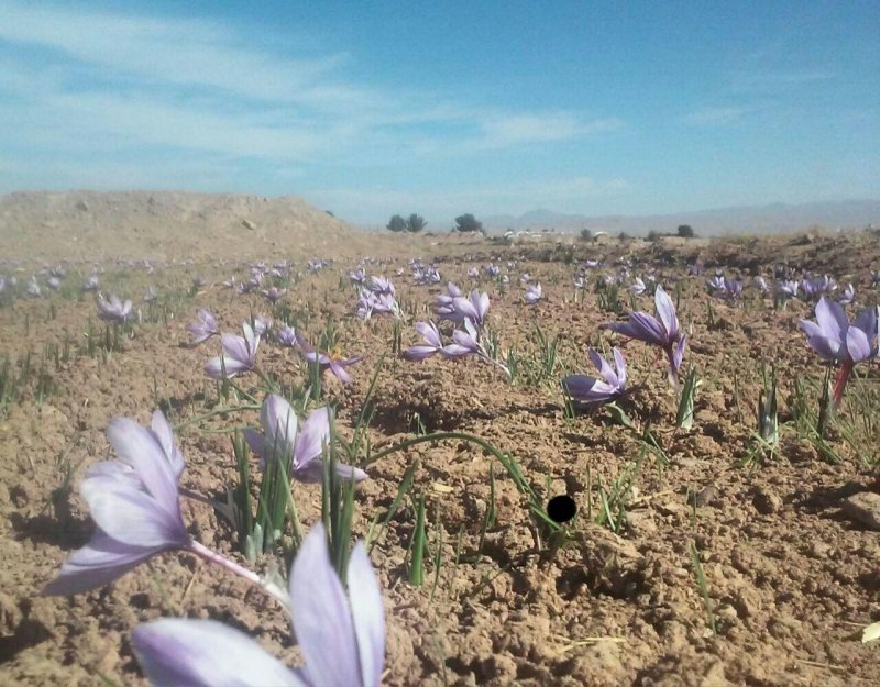 برداشت زعفران از زمین های کشاورزی متعلق به جلسه ی زیارت آل یاسین اسلامیه